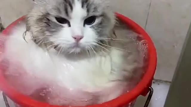 A very brave cat to take a bath while he is afraid of water