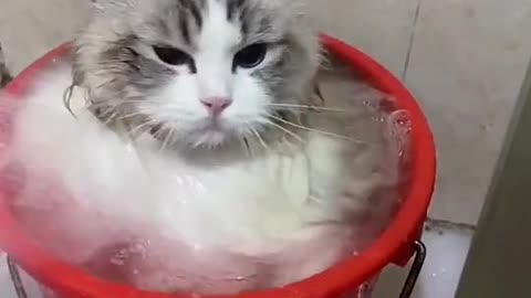 A very brave cat to take a bath while he is afraid of water