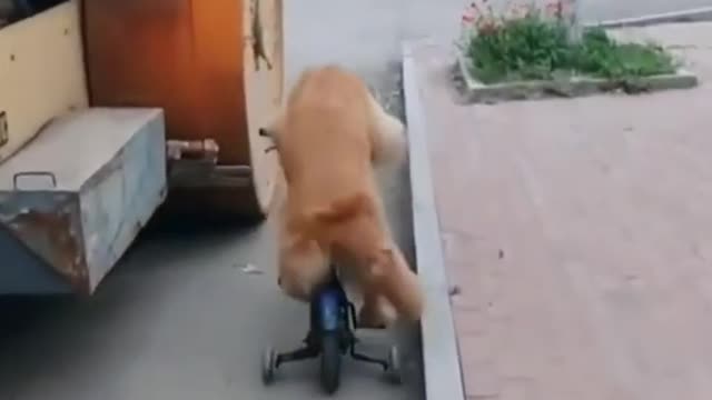 GOLDEN RETRIEVER RIDING CYCLE 🐶❤️| SUBSCRIBE CUTIE TV 🔴| CUTE PETS VIDEO ✨| DOG #DOGS