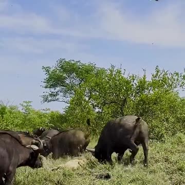 Herd of Buffaloes Tramples Old Male Lion