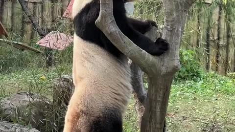 Come here to suck the panda