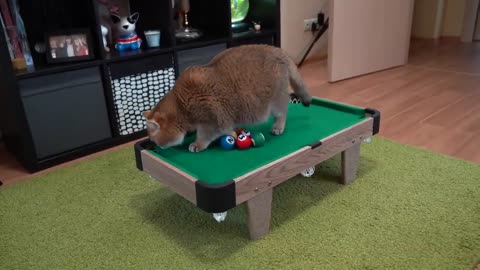 Billiards for cats!