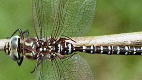 Entomology and Insects - Aeshnidae ID - Dragonflies #insectdiversity #insects #entomology