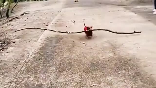 _ Funny collection of dogs?