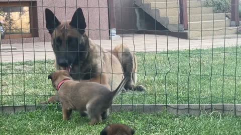 Malinois puppies and Avicii FANTASAURUS