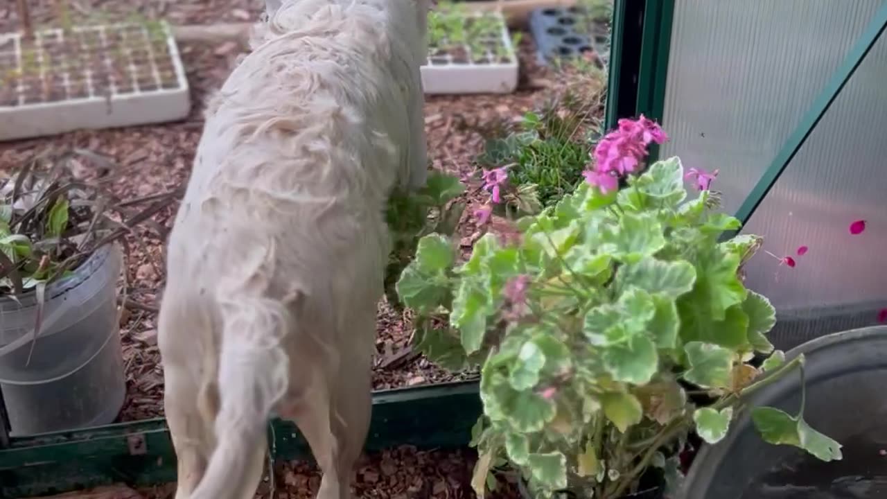 Golden Retriever Takes a Dip in Greenhouse Tub