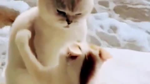 Fanny cat video