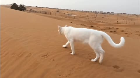 Pegada dos gatos