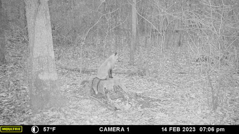 Fox taking a break on the stump