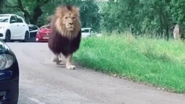 lion walking among people