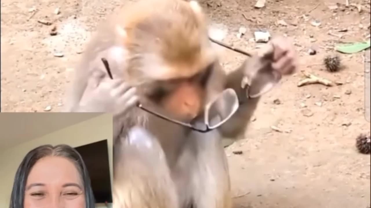 Best monkey funny video