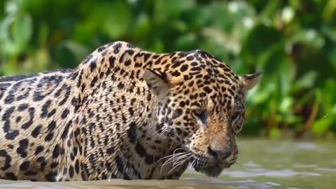 Beautiful big kitty