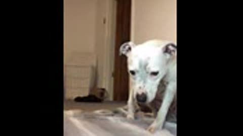 super funny dog vedeos