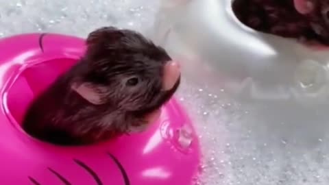 The mice to take a bath