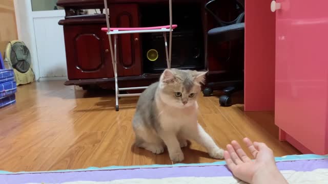 Tease Leo cat Oh my God too cute