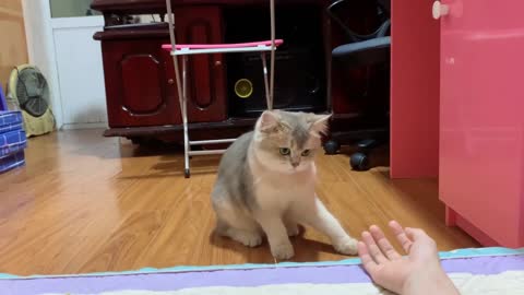 Tease Leo cat Oh my God too cute