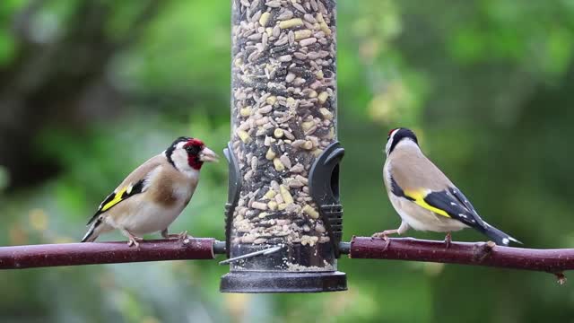 A pair of beautiful goldfinch
