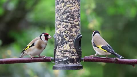 A pair of beautiful goldfinch