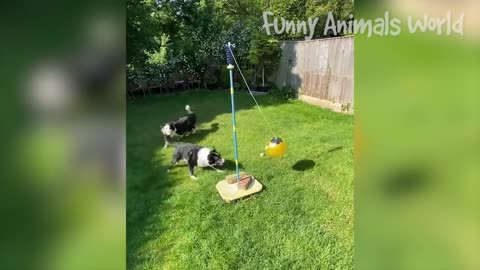 FUNNY DOG VIDEOS