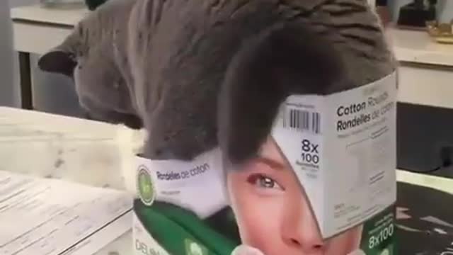 The cat tries to get into the wrong box