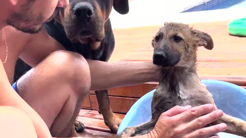 Giving a Puppy Its First Bath