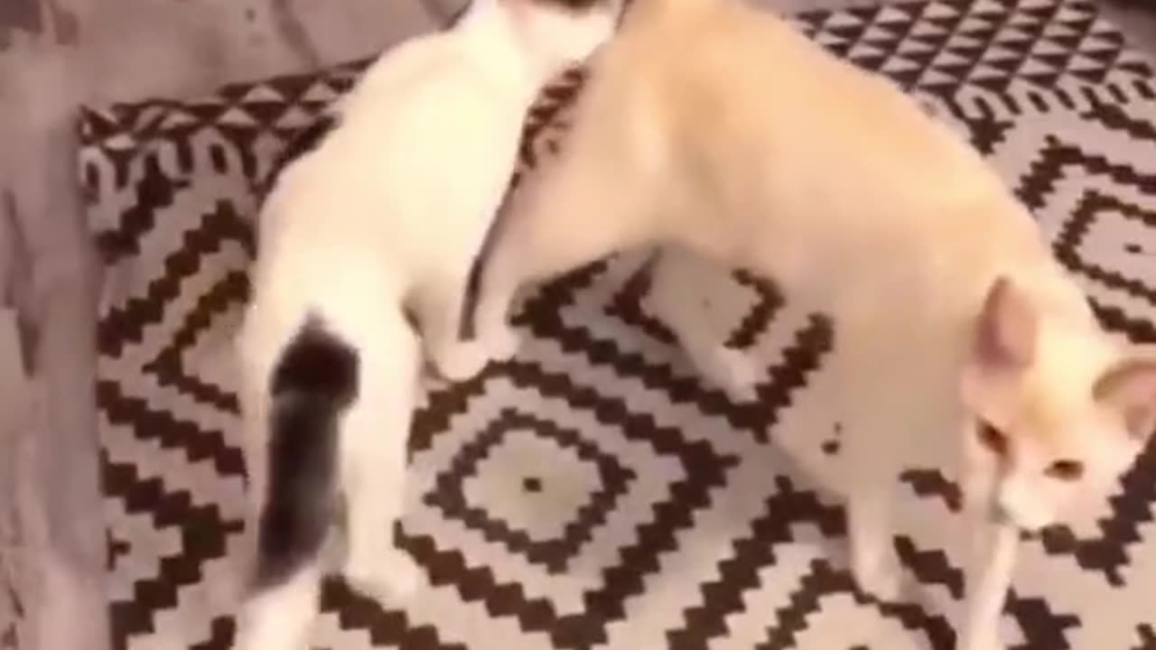 Funny cats and dogs