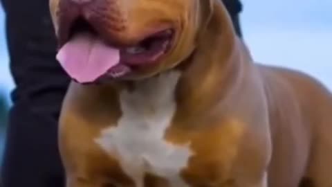 Bully Dog