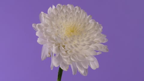 White flower