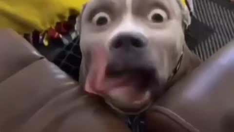 Funny animals video