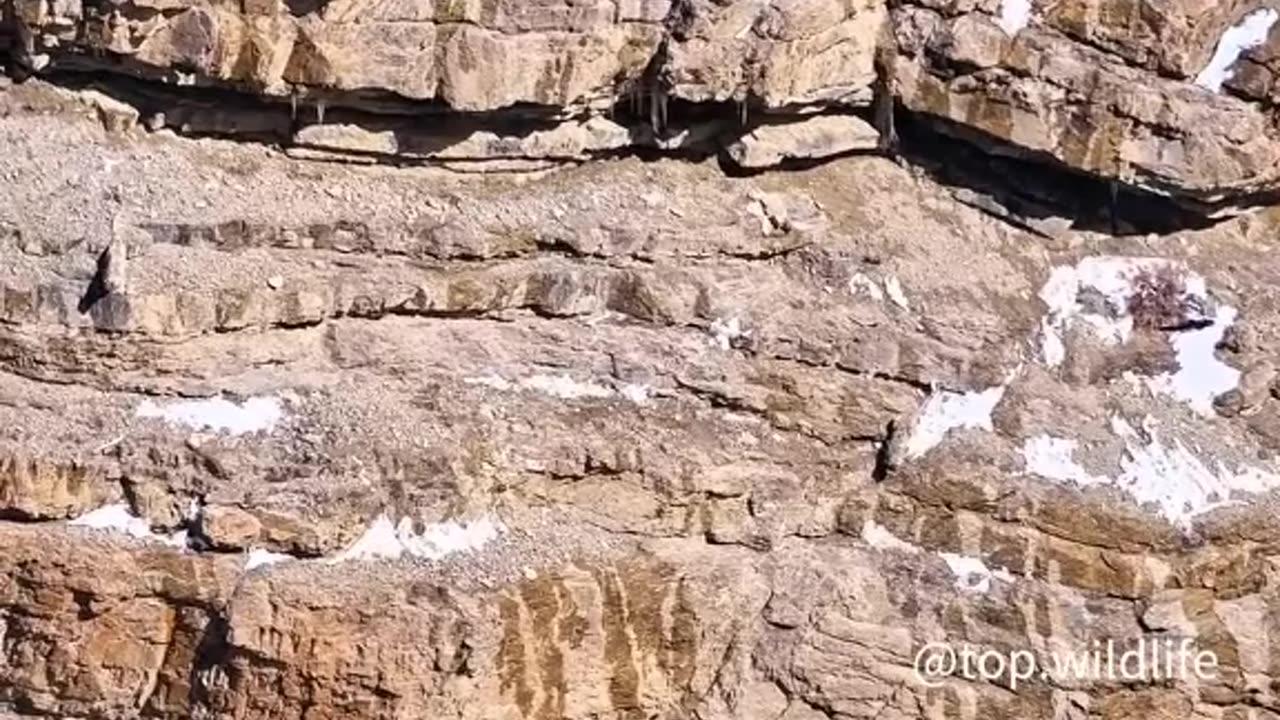 "Nature's Clash: The Wild Showdown" PART 2