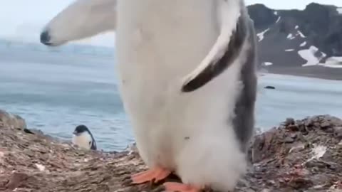 So adorable Penguin