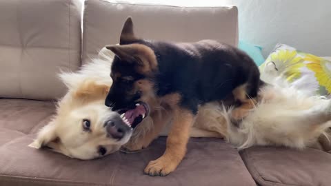 Golden Retriever and German Shepherd Puppy Play as Best Friends!