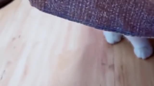 A lovely cat is coming towards you 🥰🥰 #pet #catlover #fyp #fypyou #funnycat #mycats #cute