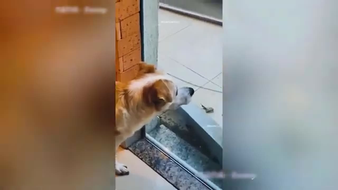 Funny Animal Videos 2023 🥰 - Funniest Dogs and Cats Videos