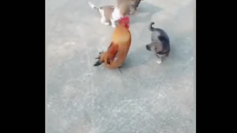 Dog and Hen fight