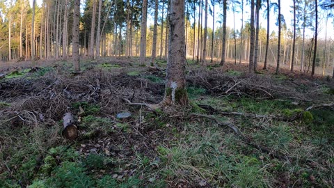 Hiking through the woods . Speedlapse GoPro. 18th Jan 2023