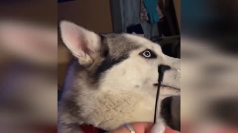 Funny Cats / Dogs - Funny Animals