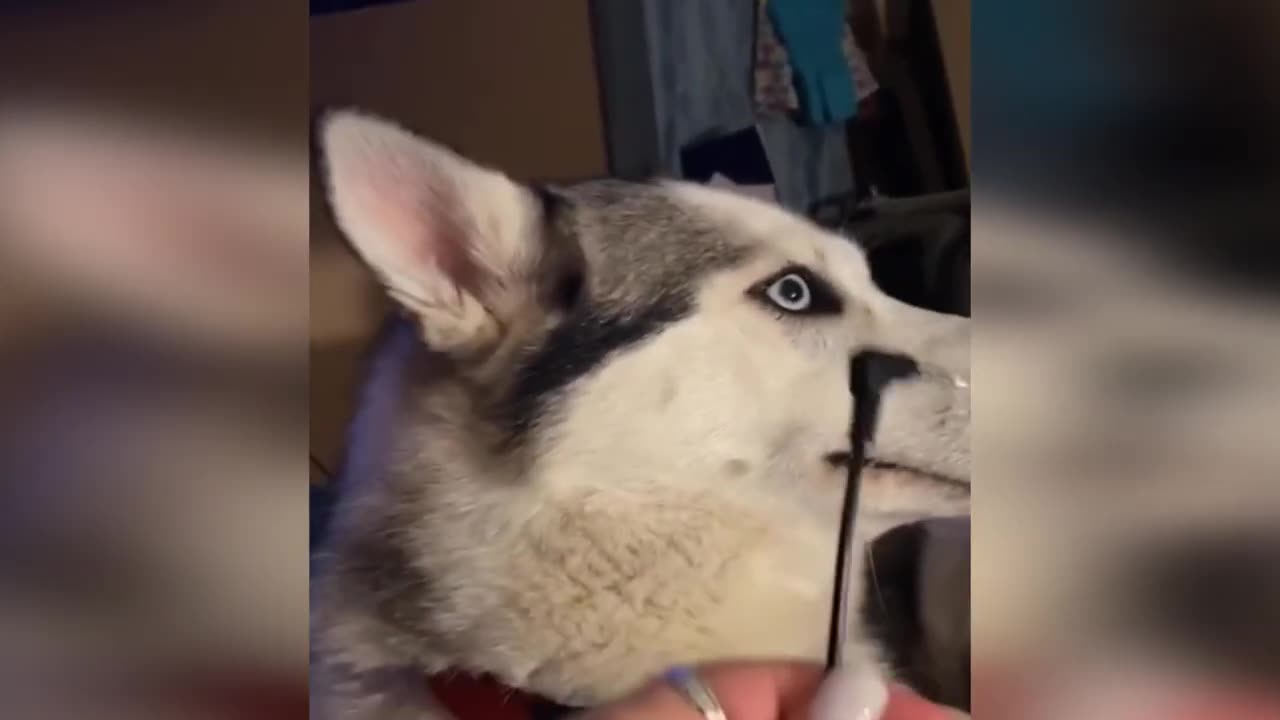 Funny Cats / Dogs - Funny Animals