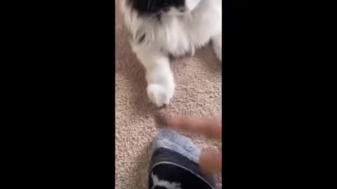Funny cat