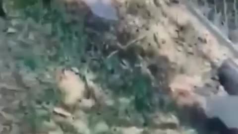 "Laughing Out Loud with Hilarious Cats and Dogs 🤣🐶🐱 | Best Funny Animal Videos Compilation #9"