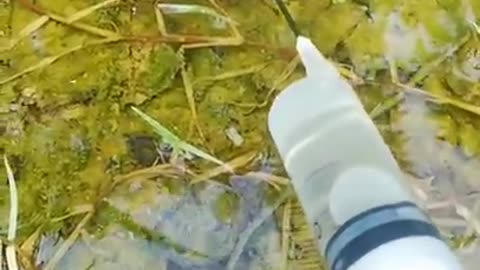 New primitive technology fish trap short#