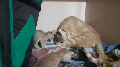 Cat given birth to baby cats