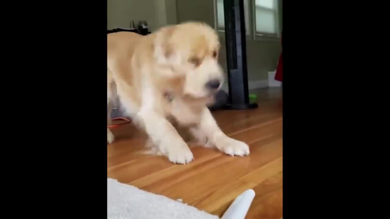 JUST RANDOM FUNNY COMPILATION !!! #016