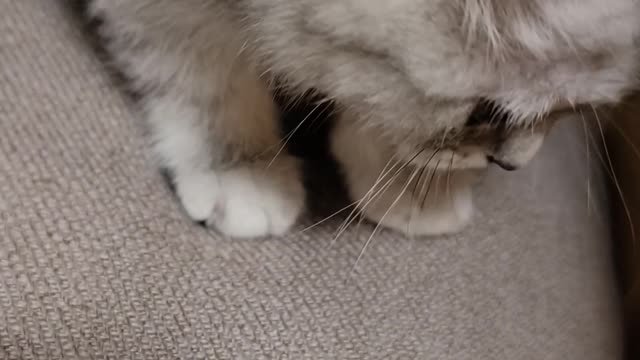 The cat panicked at the noise