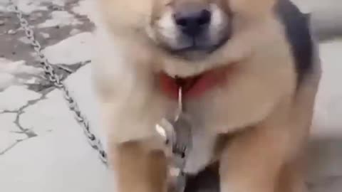 Dog 🐕 sound 🔊