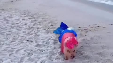 #FollowYourMermaidPigDreams #AnimalLolLove #MermaidPig #AnimaMP4