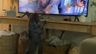 Yoda and Styx