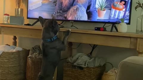Yoda and Styx