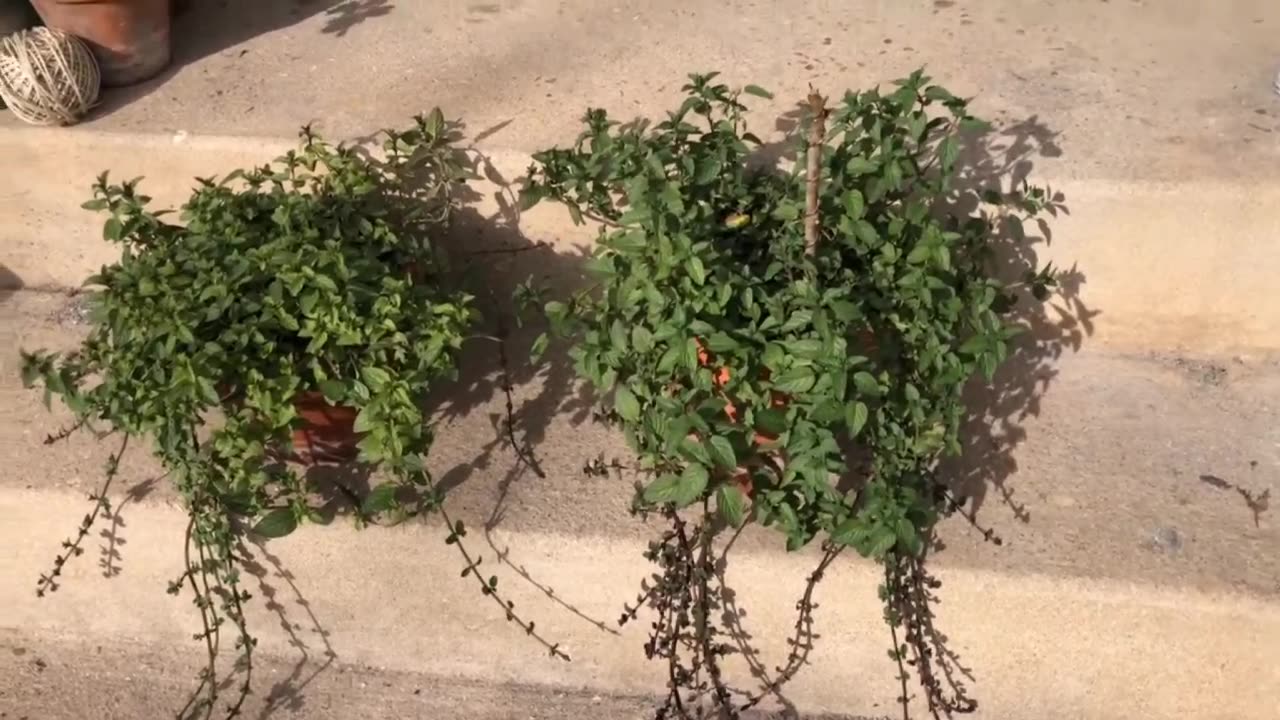 Electroculture plant vs normal plant