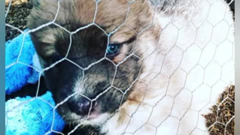 baby longcoat German shepherd s